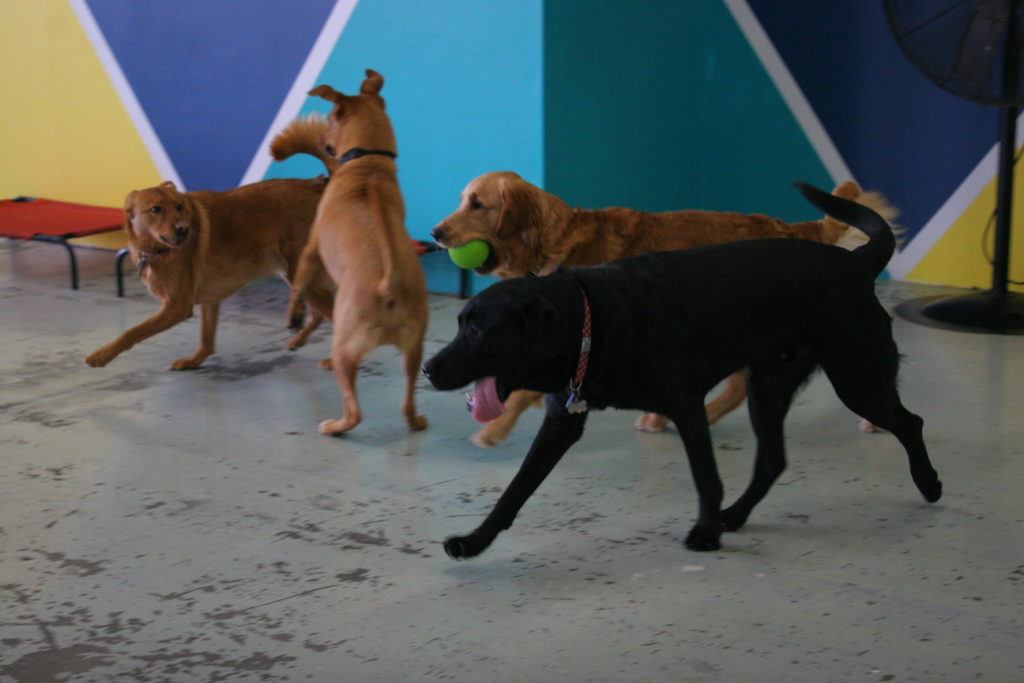 dogs playing at Tails of the City in Seattla