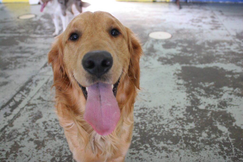 smiling dog