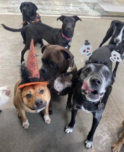 Halloween Doggy Daycare